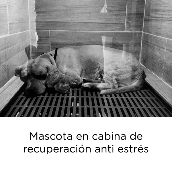 mascotaenrecuperacion2