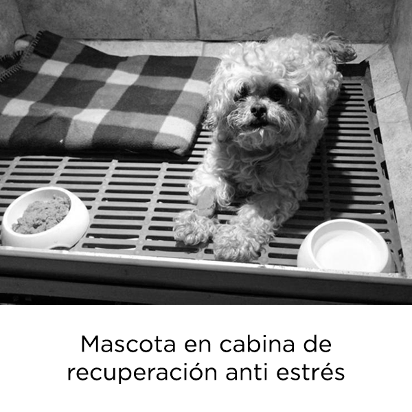 mascotarecuperacion